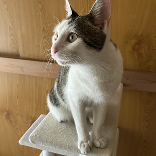 里親募集