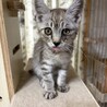 ありがとうございました★グレー虎可愛いキュウちゃん サムネイル3