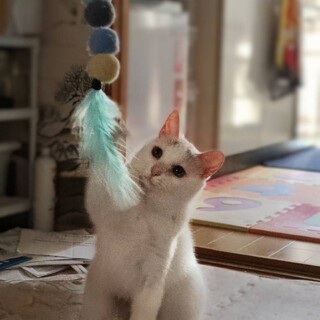 人懐っこいシュナちゃん