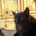 子猫くんの里親募集中