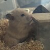 キンクマハムスター サムネイル2