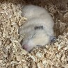 キンクマハムスター サムネイル5