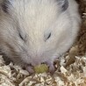 キンクマハムスター サムネイル6
