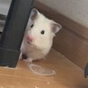 キンクマハムスター サムネイル3