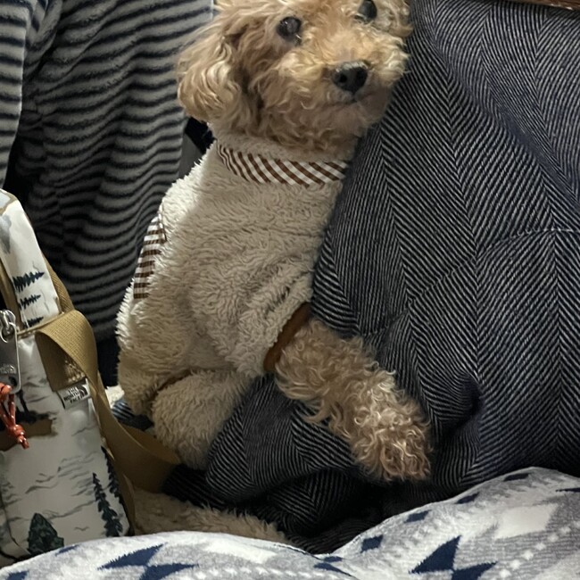 にこちぇのカバー写真