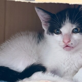 八割れ白マズルの理想的な美猫✰もりーちゃん