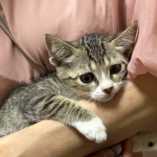 大きな福耳の美猫✰ロザンヌちゃん