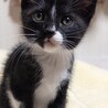 4人兄妹 子猫