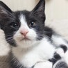 4人兄妹 子猫