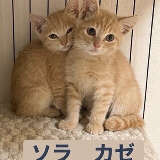 可愛いクリーム茶トラくん」東京都 - 猫の里親募集(543783
