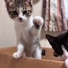 4人兄妹 子猫