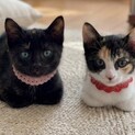 黒サビちゃん、ミケちゃん姉妹　2〜3ヶ月