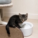 元気いっぱいキジ猫うる