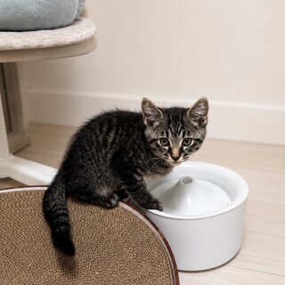 元気いっぱいキジ猫うる