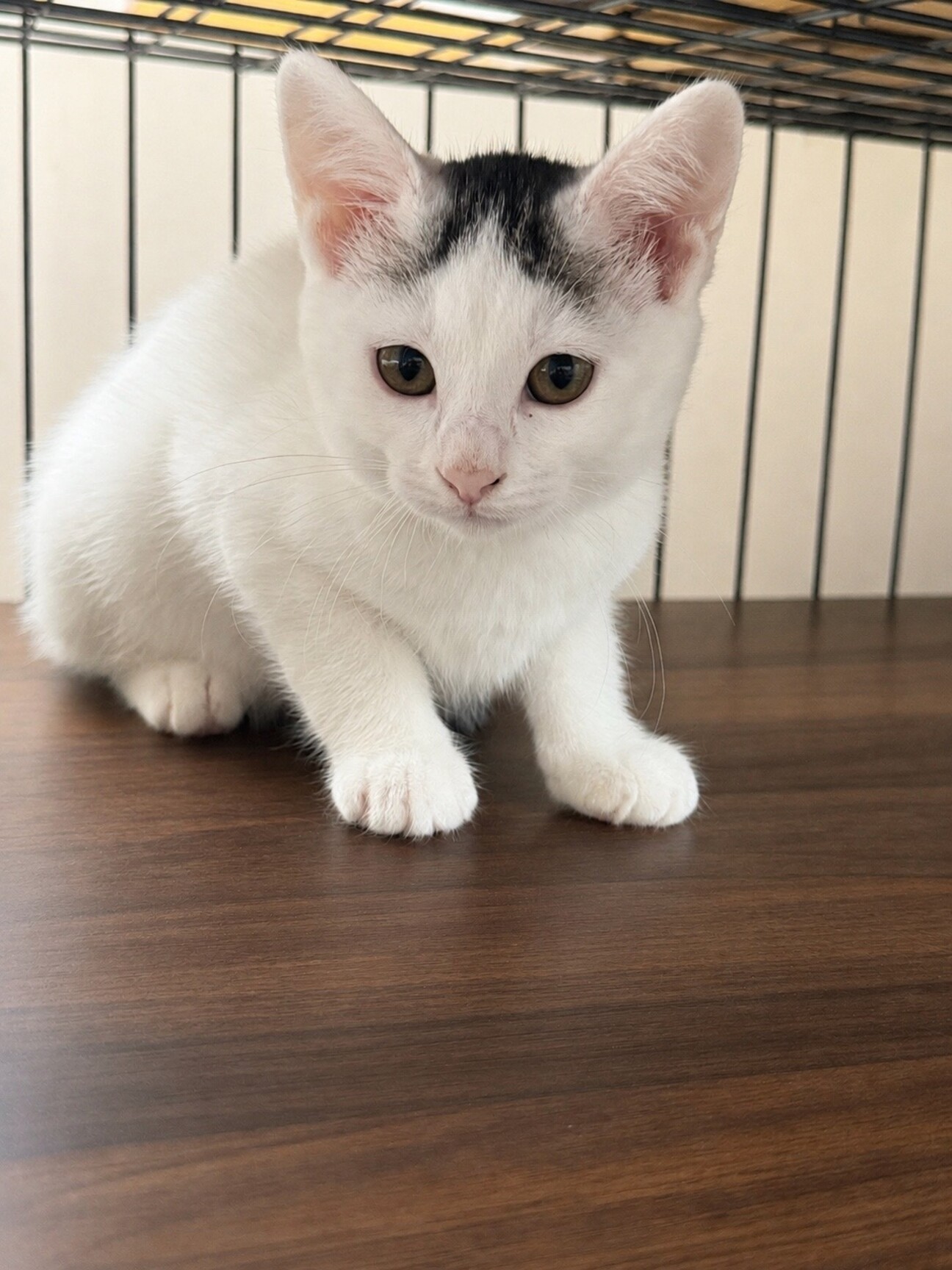 白黒模様の子猫にじ」千葉県 - 猫の里親募集(543787) :: ペットの