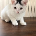 白黒模様の子猫にじ