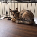 個性派サビ猫こはく