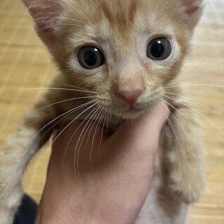 茶トラの保護猫里親募集情報 :: ペットのおうち【里親決定30万頭！】