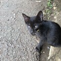 子猫3匹里親探してます