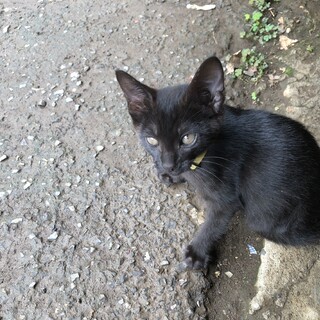 子猫3匹里親探してます