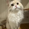 はちおーじ