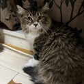熊本の山中に遺棄された飼い猫。家族にしてください