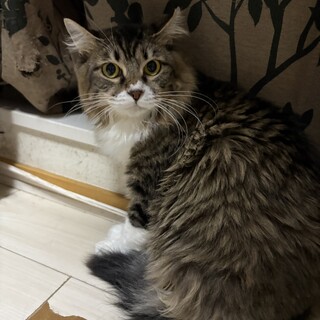 熊本の山中に遺棄された飼い猫。家族にしてください