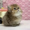 ろっぴぃ さん