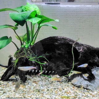 淡水熱帯魚 里親さん募集