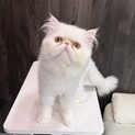 1歳ホワイトペルシャ