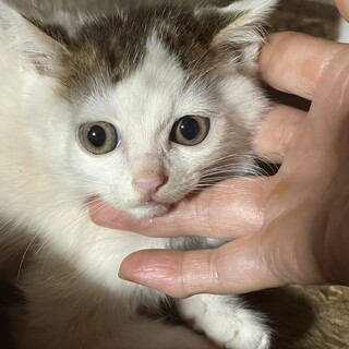 2ヶ月半　仲良し3兄妹　白キジ猫　大くん