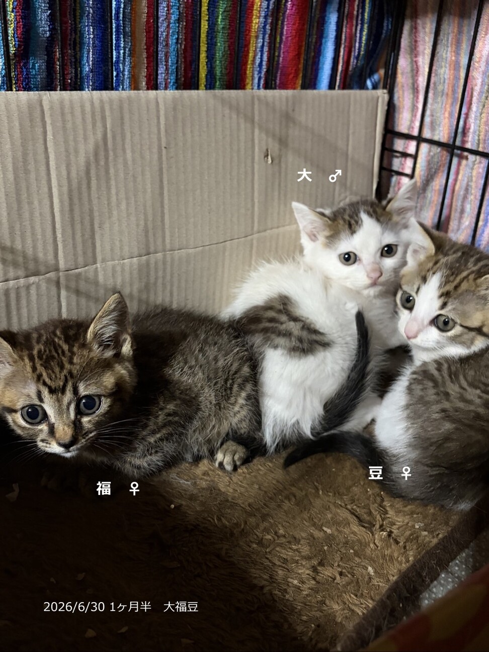 1ヶ月半 仲良し3兄妹 」大阪府 - 猫の里親募集(543810) 2枚目の画像