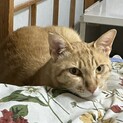 シャーシャーから甘えん坊へ、カギしっぽの茶トラ君！