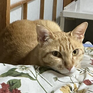 シャーシャーから甘えん坊へ、カギしっぽの茶トラ君！