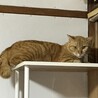 シャーシャーから甘えん坊へ、カギしっぽの茶トラ君！ サムネイル2