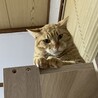 シャーシャーから甘えん坊へ、カギしっぽの茶トラ君！ サムネイル3