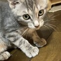 素敵なシルバーな毛色仲良し兄弟のももちゃん