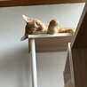 シャーシャーから甘えん坊へ、カギしっぽの茶トラ君！ サムネイル4