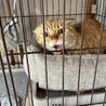 シャーシャーから甘えん坊へ、カギしっぽの茶トラ君！