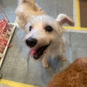 シュナミックス！歯は抜けちゃったけど元気いっぱい！