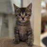 ワンピース兄弟③ ルフィ君 サムネイル2
