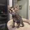 ワンピース兄弟③ ルフィ君 サムネイル3