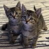 ワンピース兄弟③ ルフィ君 サムネイル4