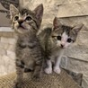 ワンピース兄弟③ ルフィ君 サムネイル5