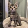 ワンピース兄弟③ ルフィ君 サムネイル7