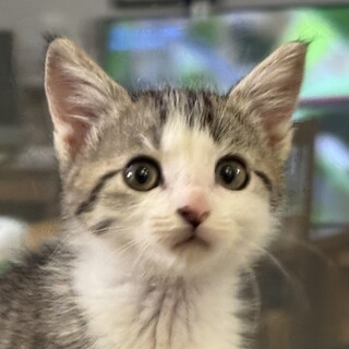 ワンピース兄弟④ ナミちゃん