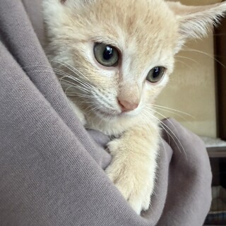 「負けない猫」アンティークwaxベージュ額縁ご確認ページ 珍しいクリームカラーの可」福島県 - 猫の里親募集(543825