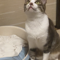 みかん