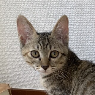 ほうじ　むぎわらの人大好きな甘えん坊女子