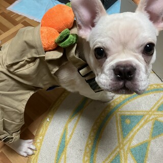 一度新規の募集を停止いたします